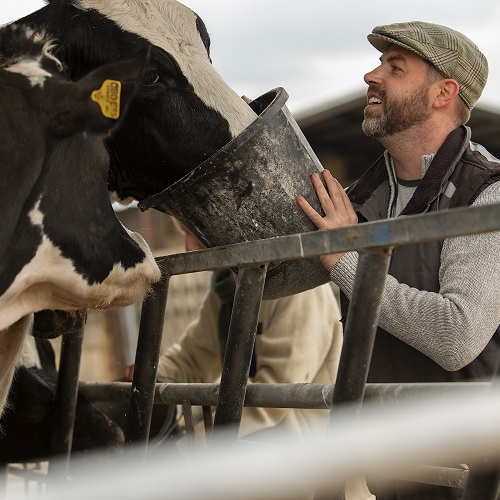 Зоотехния + Скотоводство: содержание, кормление и воспроизводство крупного рогатого скота