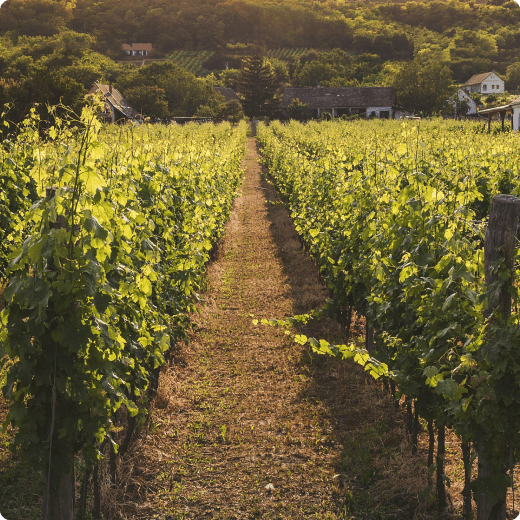 Как разбираться в вине: от Франции до Чили