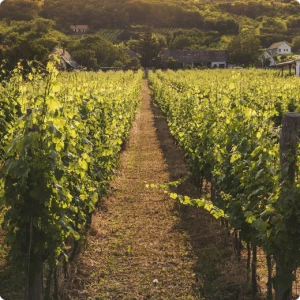 Как разбираться в вине: от Франции до Чили