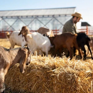 Ветеринария + Технологии эффективного овцеводства и козоводства