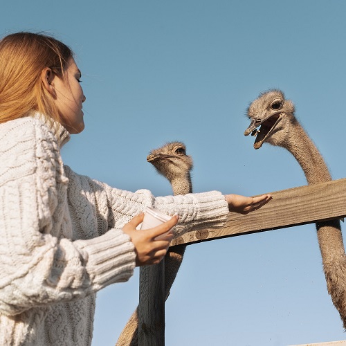 Зоотехния + Орнитолог: исследование, охрана и изучение птиц