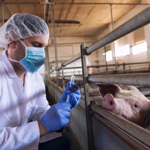 Ветеринария + Свиноводство