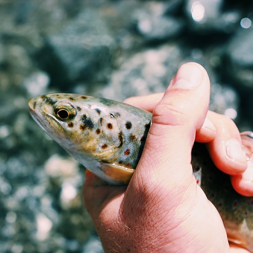 Зоотехния + Ихтиопатология: болезни рыб, методы их диагностики и профилактики