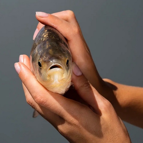 Ветеринария + Ихтиопатология: болезни рыб, методы их диагностики и профилактики